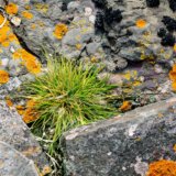 Antarktik je procvetao i to nije dobra vest 1