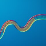 Naučno istraživanje sugeriše da čak i crvi mogu da imaju emocije slične ljudskim 7