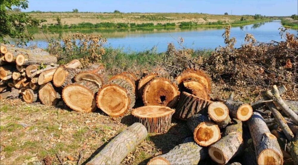 Zbog seče drveća kod Mihajlova LSV odbornici alarmirali javnost 2