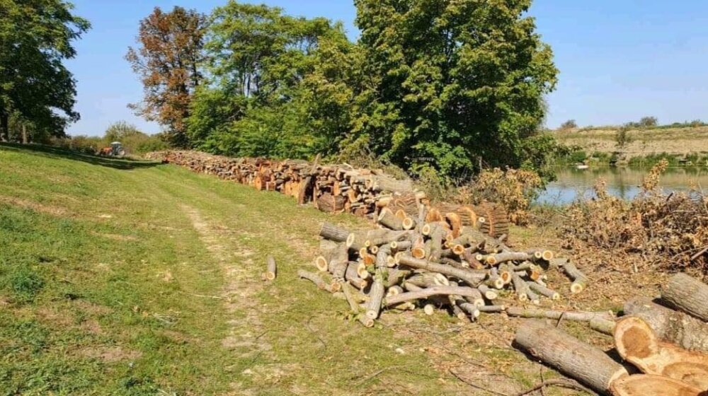 Zbog seče drveća kod Mihajlova LSV odbornici alarmirali javnost 1