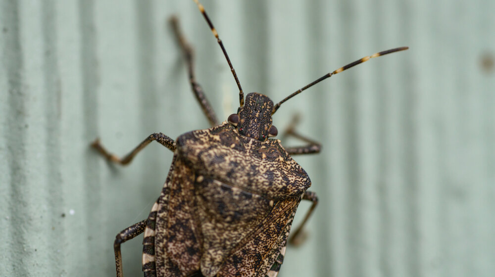 Kuću su vam okupirale smrdibube? Stavite komadiće ovoga na prozor i bežaće koliko ih noge nose 1