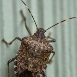 Kuću su vam okupirale smrdibube? Stavite komadiće ovoga na prozor i bežaće koliko ih noge nose 3