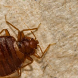 Evropski grad na udaru buba koje sisaju krv: „Preduzimamo mere kako se ne bi desio Pariz” 4