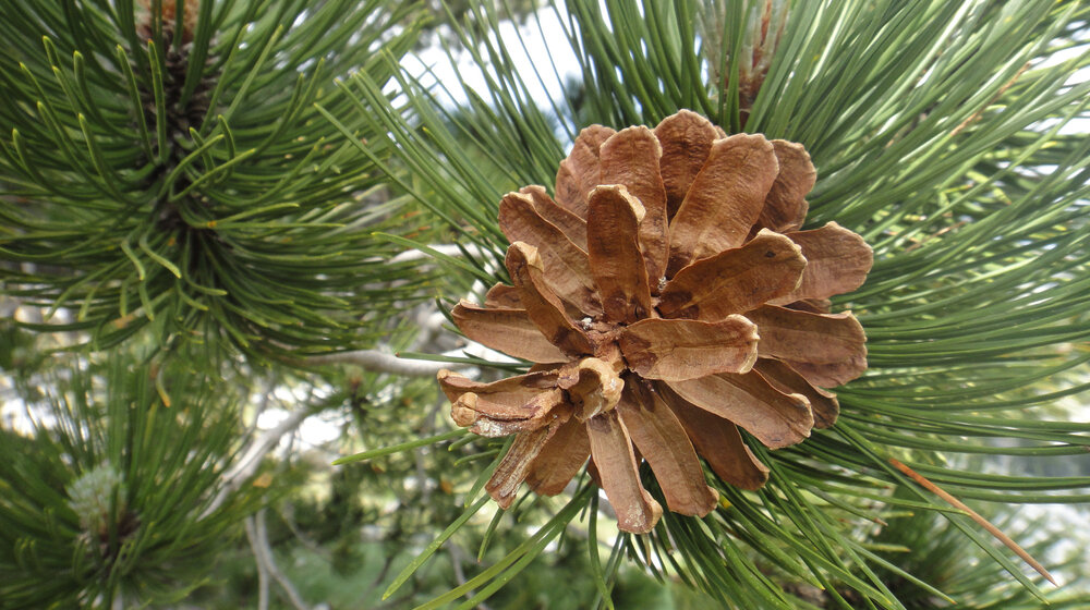 Nova ekonomija: Srbija mora da uvozi šišarke 1