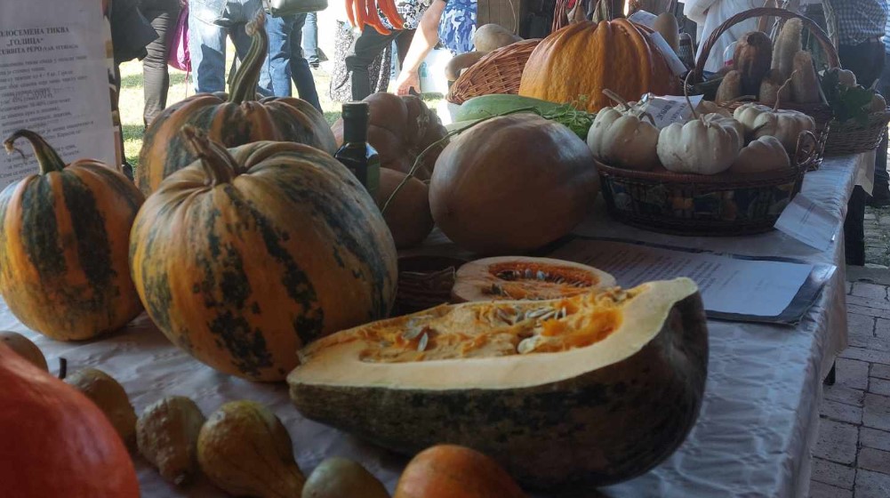 “Kako stariji kažu – tikva je naša banana”: Reporter Danasa na 13. Tikvijadi u Nikoličevu pored Zaječara 9 “Kako stariji kažu – tikva je naša banana”: Reporter Danasa na 13. Tikvijadi u Nikoličevu pored Zaječara 9