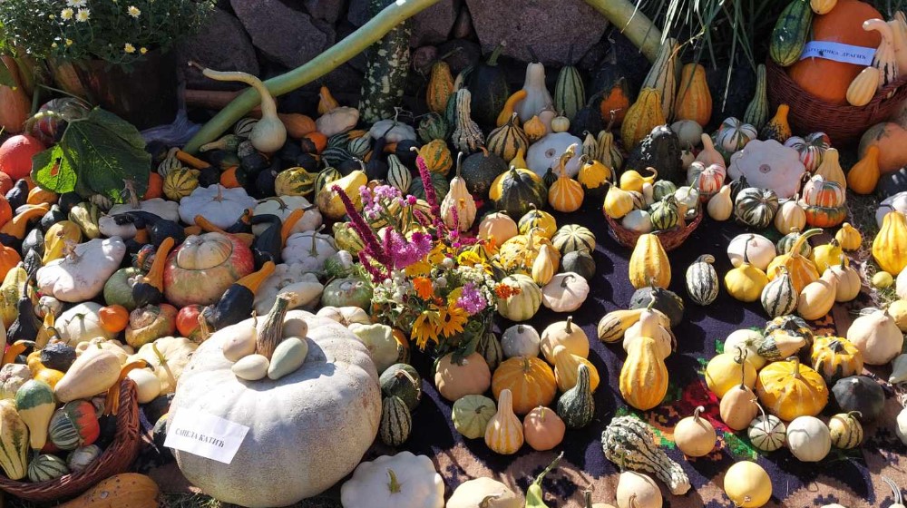 “Kako stariji kažu – tikva je naša banana”: Reporter Danasa na 13. Tikvijadi u Nikoličevu pored Zaječara 1