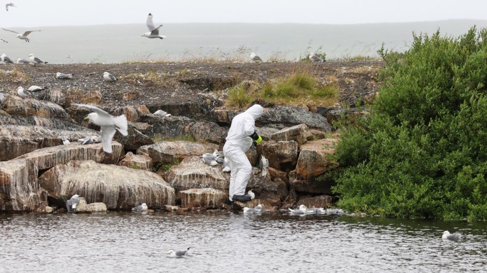 Prvi slučaj ptičijeg gripa koji se širi kod svinja pronađen u Britaniji 1