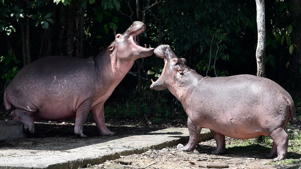 Životinje: Sterilišu i ubijaju nilske konje Pabla Eskobara u Kolumbiji 2 Hippos at Hacienda Nápoles, once the private zoo of drug kingpin Pablo Escobar, in Colombia, 12 September 2020