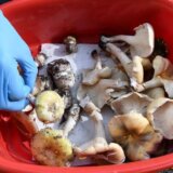 Australija: Žena optužena za tri ubistva trovanjem pečurkama, navodno četiri puta pokušala da na isti način naudi bivšem mužu 6