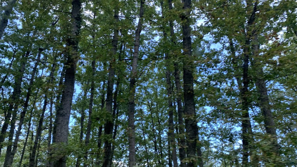 Šumarstvo u Srbiji: Ko bere šišarke, ima li ih dovoljno i zašto su važne 1 Tara