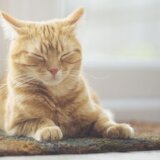 Životinje: Mačke imaju skoro 300 izraza lica, pokazuje američka studija 13