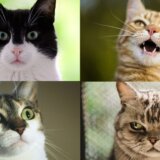 Životinje: Mačke imaju skoro 300 izraza lica, pokazuje američka studija 4