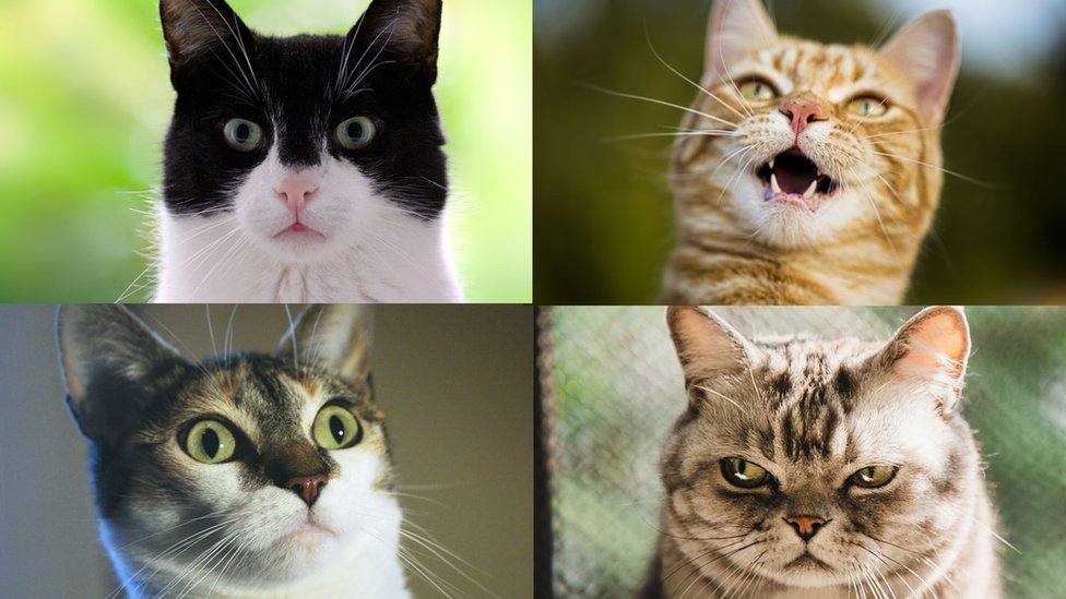 cats-expressions.
