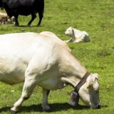 Švajcarska: Pojedinim novim stanovnicima alpskog sela smeta zvuk kravljih zvona 1