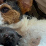 Životinje: Zašto je ženka psa podojila napušteno leglo mačića 2