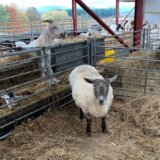 Velika Britanija i životinje: Najusamljenija ovca pronašla novi dom 1
