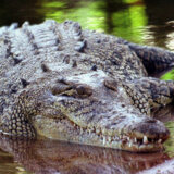 Australija i životinje: Australijanac preživeo napad krokodila tako što ga je ugrizao 4