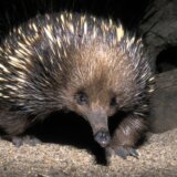 Priroda: Ser Dejvid Atenborou, 'kum' tajanstvenih životinja i strašnih biljaka 2