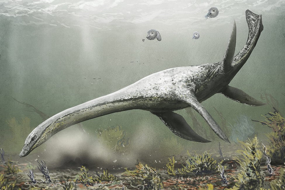 Priroda: Ser Dejvid Atenborou, 'kum' tajanstvenih životinja i strašnih biljaka 2 llustration of an Attenborosaurus sp. plesiosaur. This marine reptile lived in the Early Jurassic (201.3-174.1 million years ago). It is thought to have grown to five metres in length.