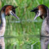 Ptica veka: Puteketeke pobedila u anketi na Novom Zelandu posle kampanje američkog voditelja Džona Olivera 8