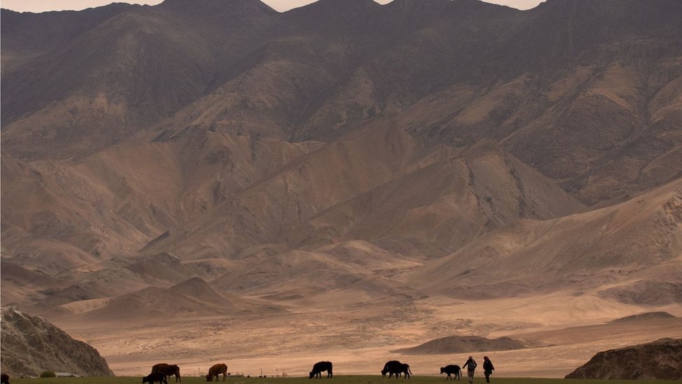 Klimatske promene: Seljani prave ledene kule od 30 metara na Himalajima kako bi sačuvali vodu 3 Uzgoj životinja