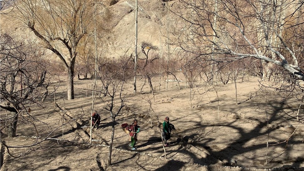 Klimatske promene: Seljani prave ledene kule od 30 metara na Himalajima kako bi sačuvali vodu 8 Uzgajivači kajsija