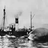 Plavi kitovi: Giganti iz okeana se polako vraćaju u bezbedni tropski raj, naučnici uzbuđeni 6