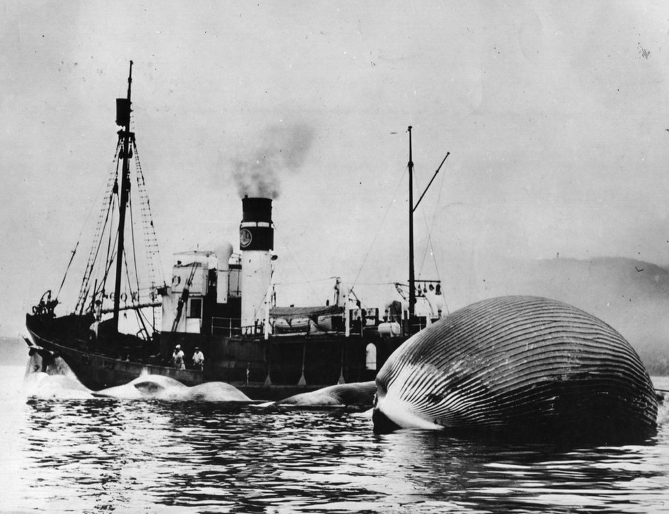 Plavi kitovi: Giganti iz okeana se polako vraćaju u bezbedni tropski raj, naučnici uzbuđeni 1 A blue whale being towed by a whaling vessel