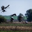 Ptičiji grip stigao na Balkan, šta treba da znate 8