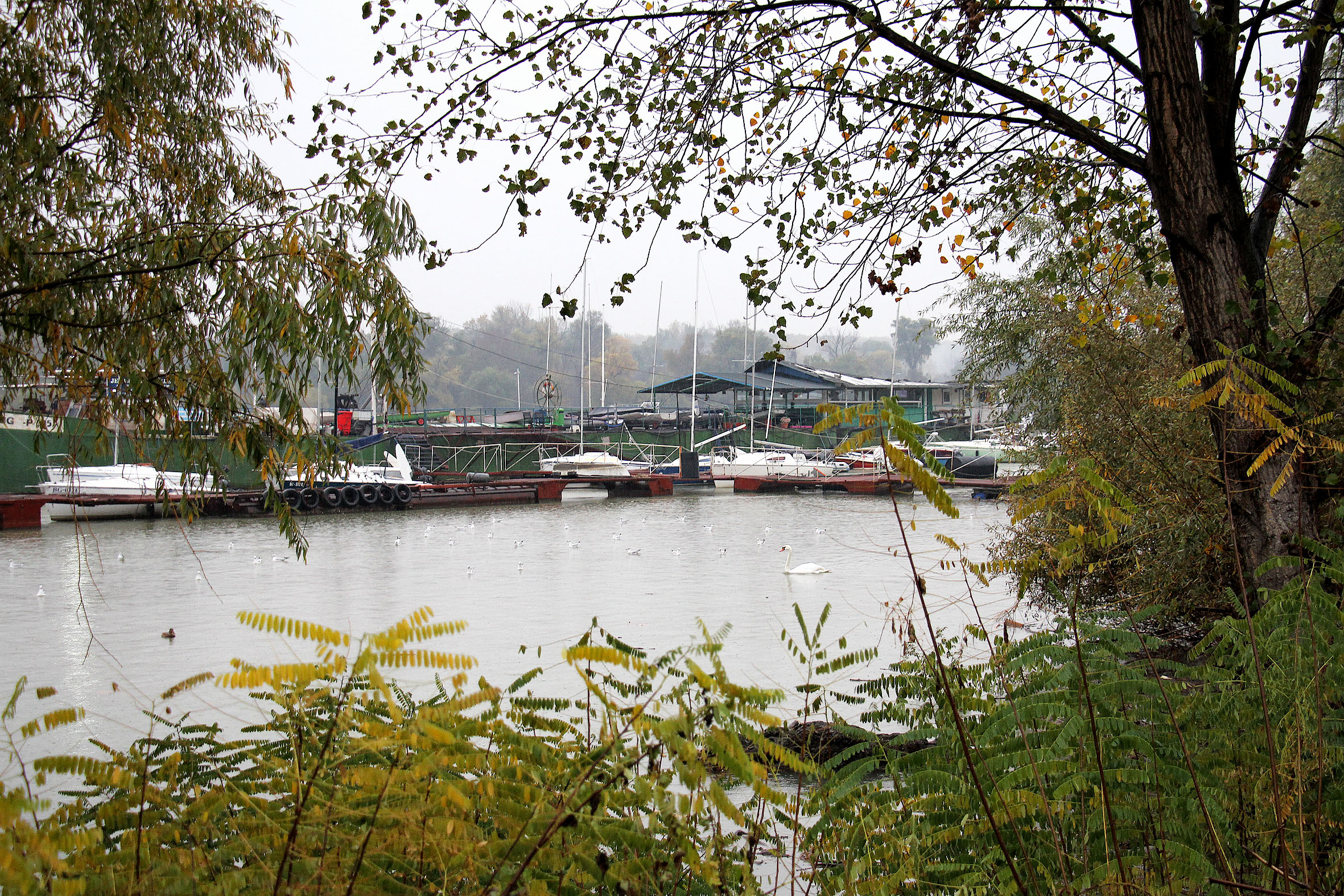 Jedriličarski klub Zemun osnovan 1946, ali ga ni istorija izgleda neće spasiti selidbe sa Dunava - Šapić jasno poručio: "Mi sada postavljamo pravila" 2