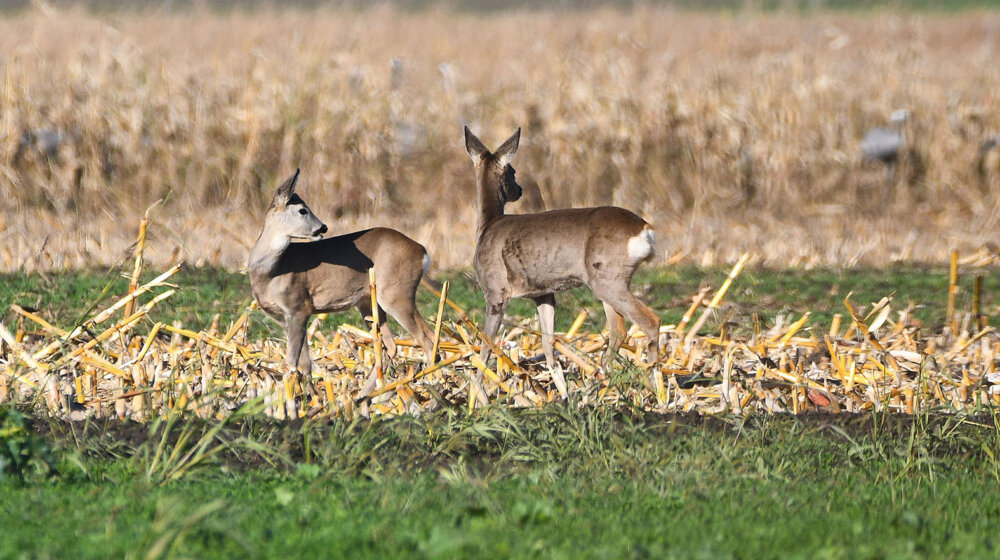 Uhapšena dva čoveka iz Kraljeva jer su nezakonito ubili srnu 1