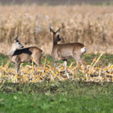 Uhapšena dva čoveka iz Kraljeva jer su nezakonito ubili srnu 1