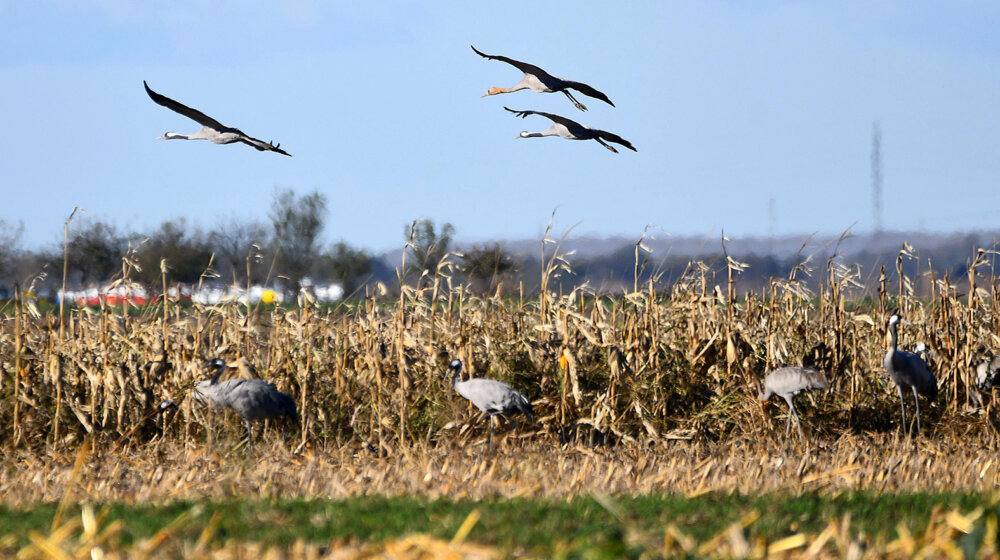 Ministarstvo poljoprivrede preti ukidanjem subvencija vlasnicima njiva na kojima je zapaljen biljni otpad 1