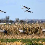 Ministarstvo poljoprivrede preti ukidanjem subvencija vlasnicima njiva na kojima je zapaljen biljni otpad 7