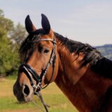 AP: Jedini azil za konje u Srbiji, u Lapovu, godinama se stara za desetine životinja 9