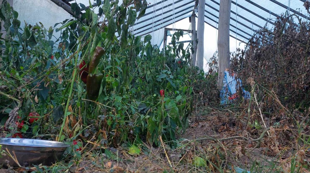 "U zemlji povećan bakar, u krompiru nađen arsen": Porodica iz Krivelja kod Bora tvrdi da im je zemlja zatrovana 6