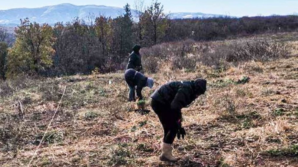 Nastavlja se pošumljavanje Kraljevice u Zaječaru 1