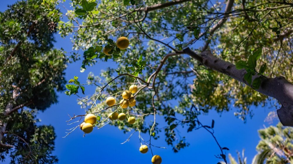 Ovo voće snižava holesterol, sprečava širenje tumora i poboljšava zdravlje srca 1