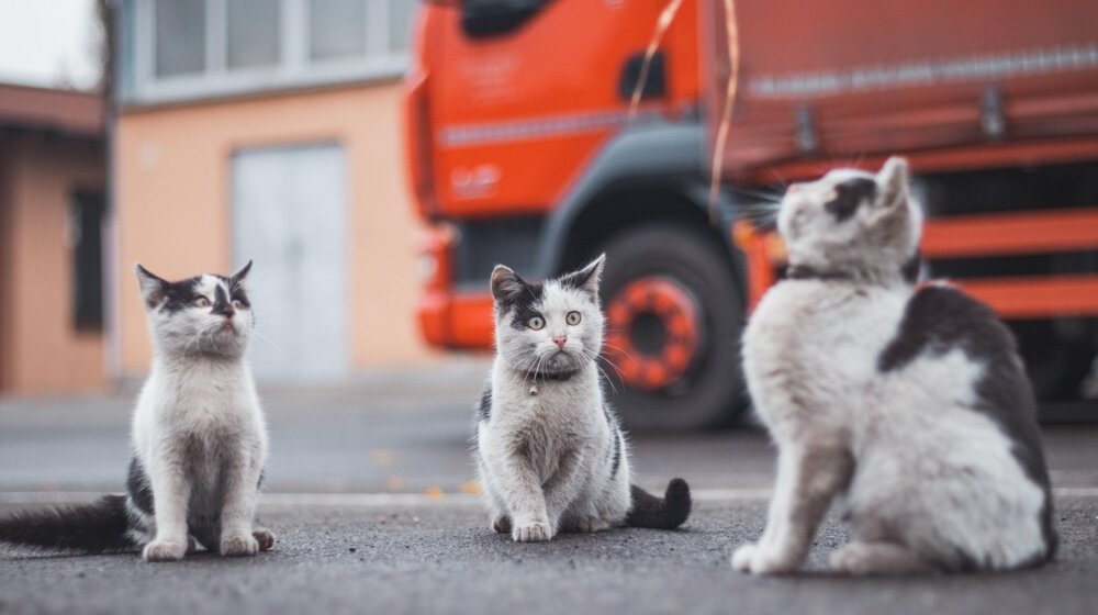 Verovali ili ne, ali mačke imaju skoro 300 izraza lica za komunikaciju 1