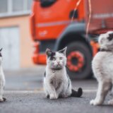 Verovali ili ne, ali mačke imaju skoro 300 izraza lica za komunikaciju 5