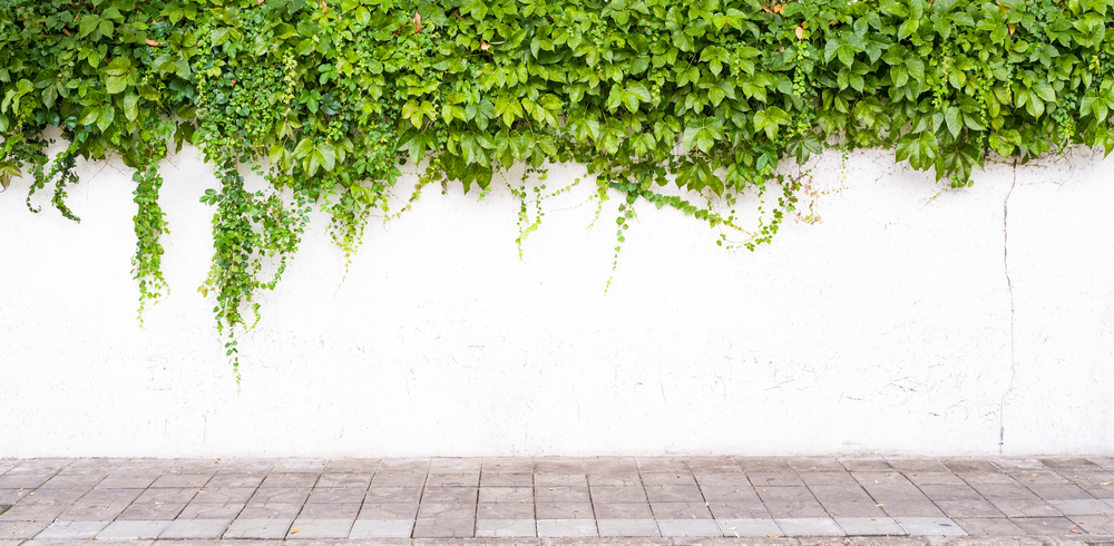 Bršljan nije samo dekoracija: Pomaže kod prehlade, bolesti jetre i pa čak i pankreasa 1