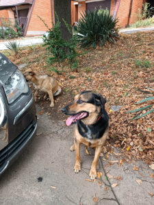 Kako vatromet utiče na pse? 1