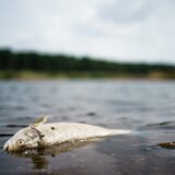 Ibar ponovo teče u Tutinu 4