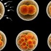 Naučnici: Dozvolite eksperimente na embrionima starim do 28 dana da bismo otkrili tajne ljudskog razvoja 10