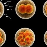 Naučnici: Dozvolite eksperimente na embrionima starim do 28 dana da bismo otkrili tajne ljudskog razvoja 9
