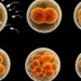 Naučnici: Dozvolite eksperimente na embrionima starim do 28 dana da bismo otkrili tajne ljudskog razvoja 4
