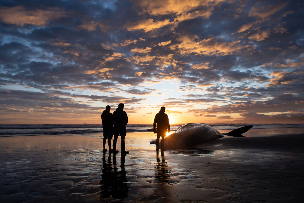 2023. godina u fotografijama: Zemljotresi, ratovi, protesti, vulkani - neverovatni kadrovi iz celog sveta 24 Maori perform karakia (incantations and prayer) to pay their respects to a sperm whale washed up at New Brighton, a suburb of Christchurch, New Zealand, on 5 November.