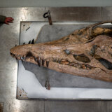 Praistorija: Pliosaurus, ogromno morsko čudovište, izniklo iz litica Dorseta 6