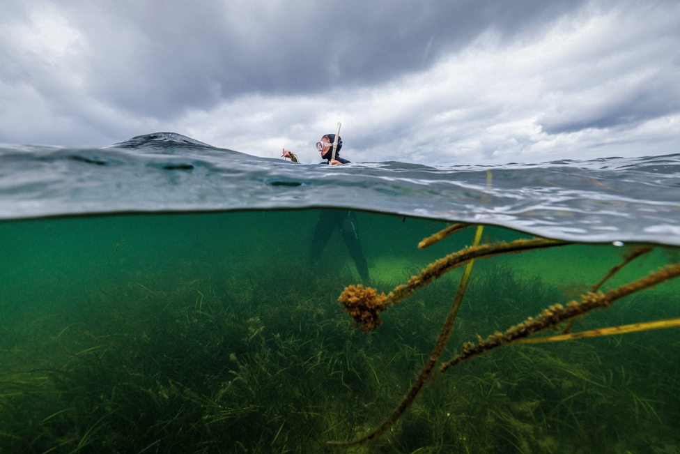2023. godina u fotografijama: Zemljotresi, ratovi, protesti, vulkani - neverovatni kadrovi iz celog sveta 13 Angela Stevenson, 39, a marine scientist for Geomar, stands in a seagrass meadow while collecting flowering seagrass, in Laboe, Germany, July 10, 2023.