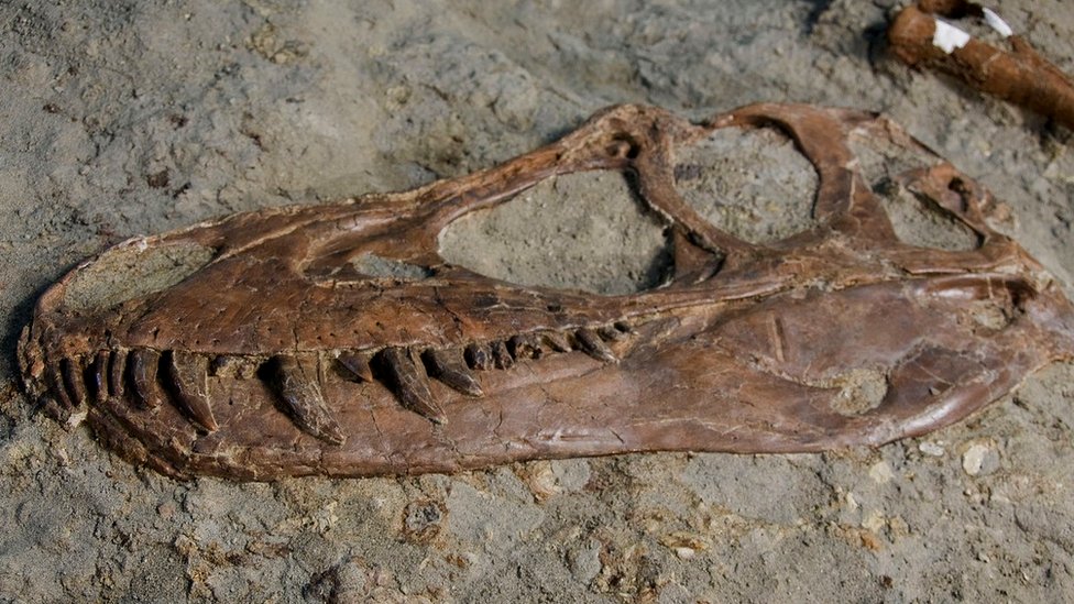 Tiranosaurusova lobanja i zubi